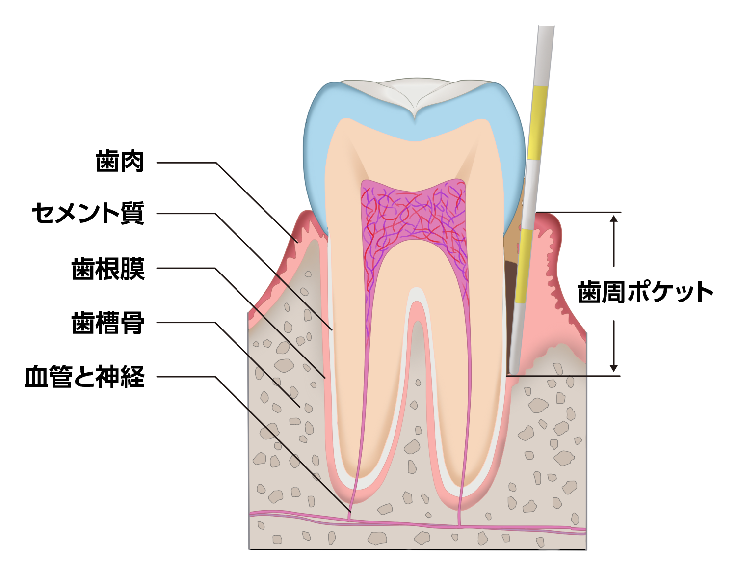 歯と周りの構造